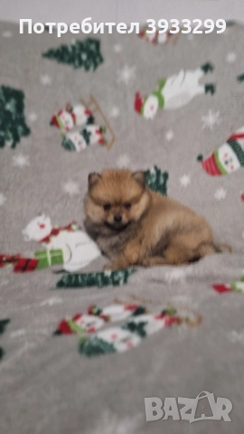 Померан мини померанче момче, снимка 4 - Померан - 52328942