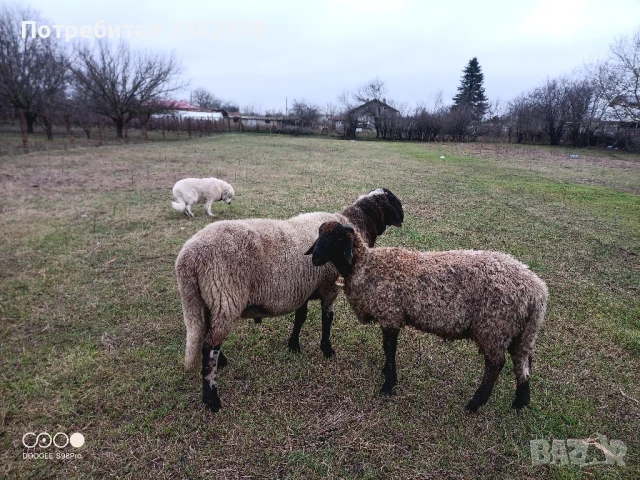 шилета, снимка 4 - Овце - 50131459