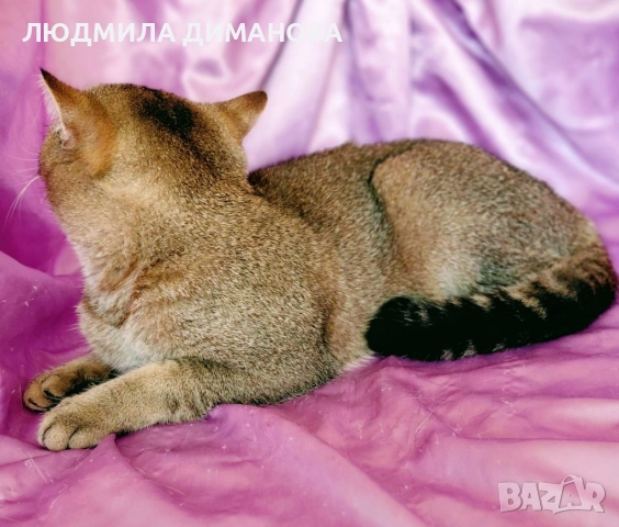 Шотландско мъжко Златна чинчила с родословие., снимка 6 - Британска късокосместа - 52376484