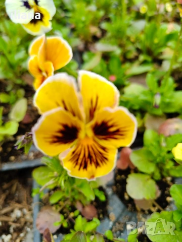 Продавам теменужки, снимка 2 - Градински цветя и растения - 54018869