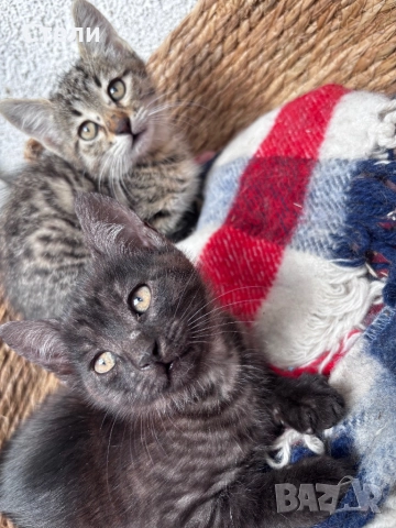 Мъжки котенца , снимка 2 - Други - 51745227