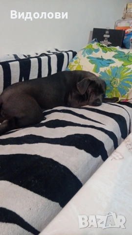 Кане Корсо на 10месеца 