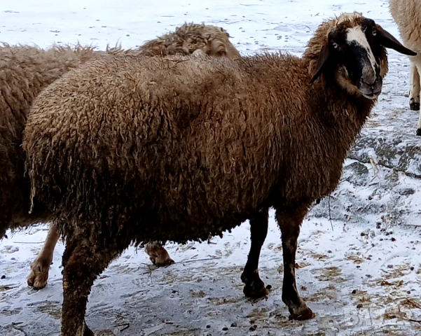 Свободни овце, снимка 2 - Овце - 53580592