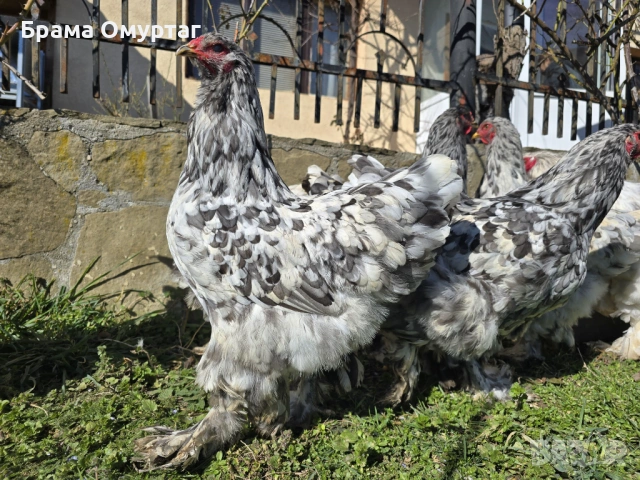 Продавам разплодни яйца от Сплаш Брама [Splash Brahma], снимка 6 - Кокошки и пуйки - 53810967