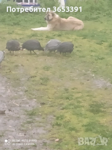 продавам оплодени яйца от токачки,