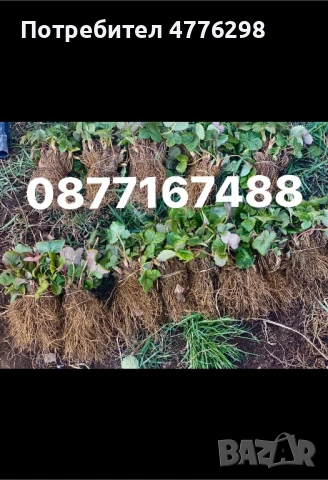 Рзсад Ягоди и малини 