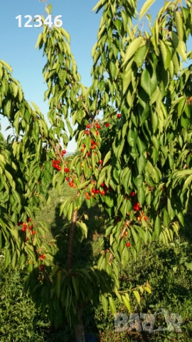 Продава се овощна градина, снимка 10 - Земеделска земя - 52111055