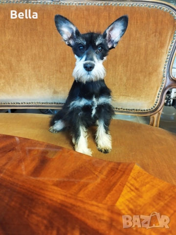 Мини шнауцер , снимка 3 - Пинчер - 52938823