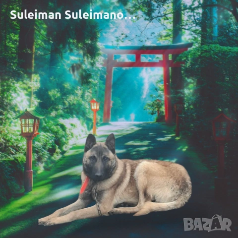 Продавам мъжко белгиско куче,родено на 20.10.2025, снимка 2 - Белгийска овчарка - 53500225