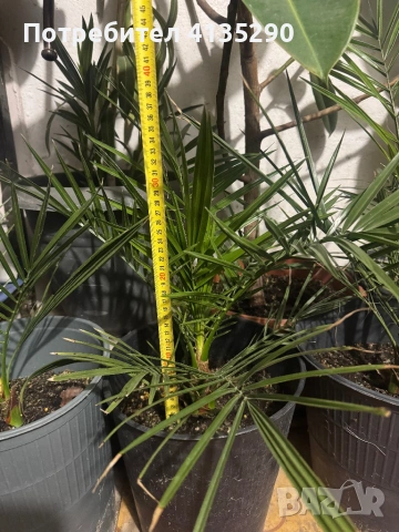 Палми - финикова и трахикарпус