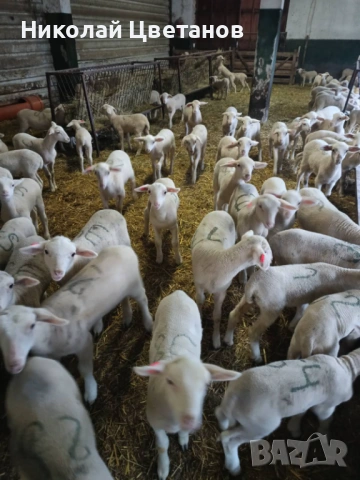 Продавам чистопородни агнета порода Лакон, снимка 4 - Овце - 53507041