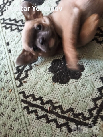 Кученце чихуахуа, снимка 1