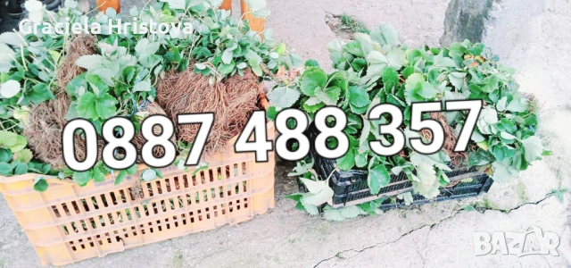 Продавам качествен разсад ягоди , снимка 4 - Градински цветя и растения - 53560287