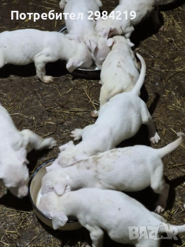 Дого Аржентино, снимка 3 - Дого аржентино - 52401620