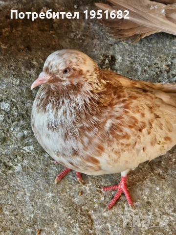 Гълъби, снимка 2 - За птици - 51380263
