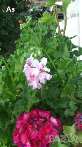 Продавам висящи мушката насадени в сандъчета -  5 налични сандъчета, снимка 2 - Градински цветя и растения - 50668231