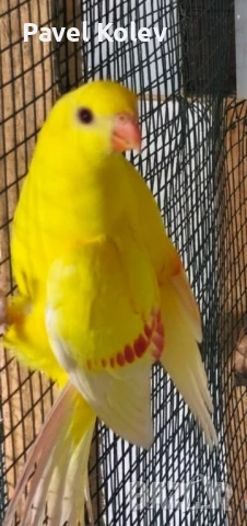 Различни видове птици на добри цени , снимка 3 - За птици - 51362622