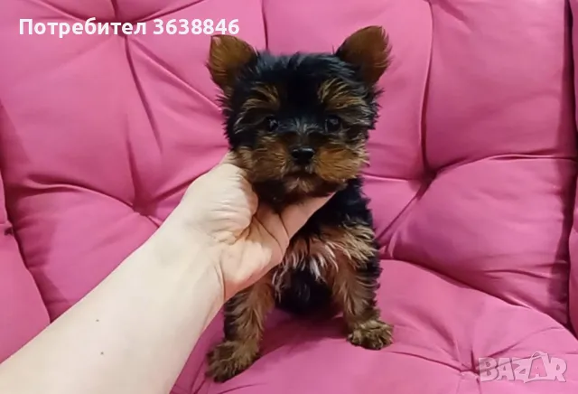 Мини Йоркширски териер, снимка 4 - Йоркширски териер - 49685012