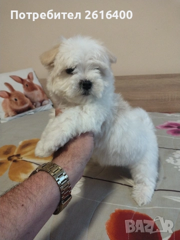 малтииска болонка, снимка 2 - Болонка - 53867803