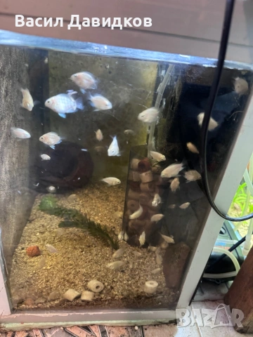 Живородни , Бял папагал и растения , снимка 3 - Рибки - 53453460