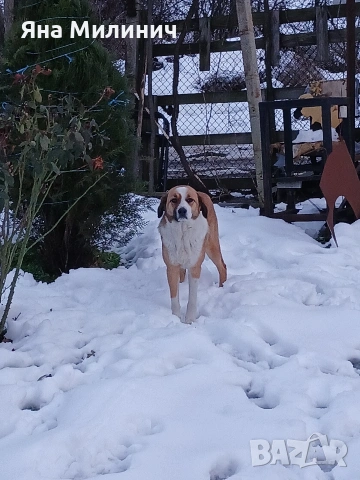 Малка госпожица търси своето семейство , снимка 2 - Други - 53589932