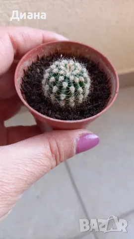 Кактус ехинопсис, снимка 2 - Стайни растения - 50144317