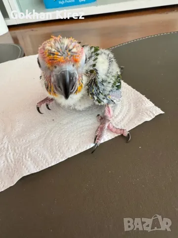 Папагали Слънчева Аратинга, снимка 5 - Папагали - 49701160