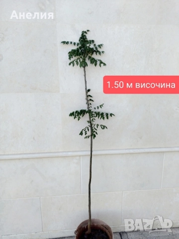 Китайски мехурник дърво за градината , снимка 3 - Градински цветя и растения - 51929152