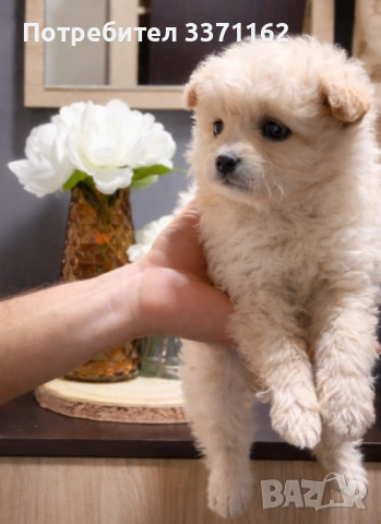 Померански шпиц , снимка 3 - Померан - 54092110