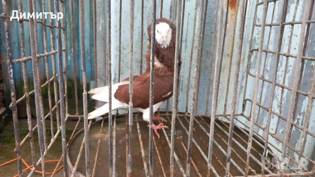 Продавам гълъбите от снимките , снимка 2 - Гълъби - 53144161