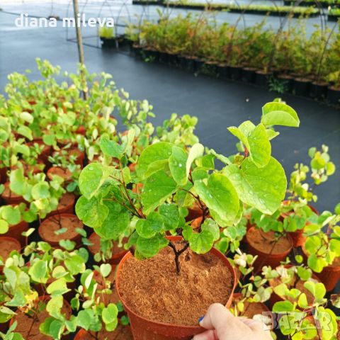 Церцис, Див Рошков, Дърво на Юда, Сercis siliquastrum, снимка 7 - Градински цветя и растения - 46601219