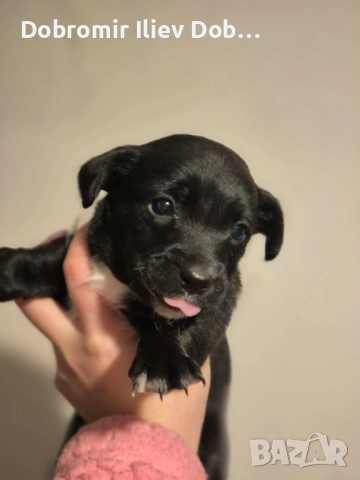 Продавам малки кученца, снимка 3 - Други - 52747021