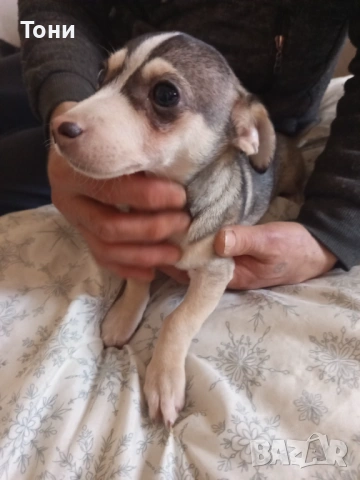 Чихуахуа Женско, снимка 7 - Чихуахуа - 53582398