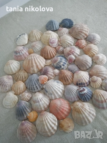 Миди, снимка 4 - Декорация за дома - 45647430