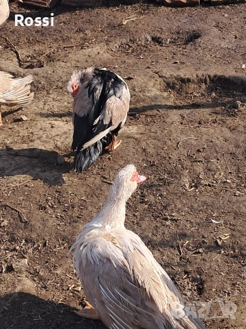 Неми патици, снимка 6 - Патици и гъски - 53837625