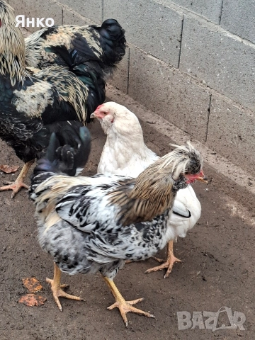 Домашни петли, снимка 11 - Кокошки и пуйки - 52912712