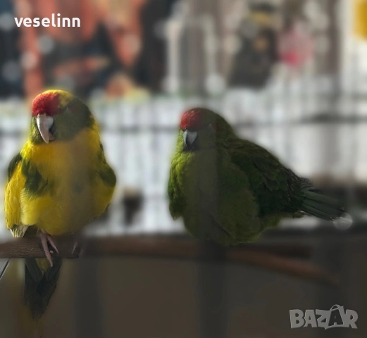 Двойка млади Какарики със клетка - мъжки и женска