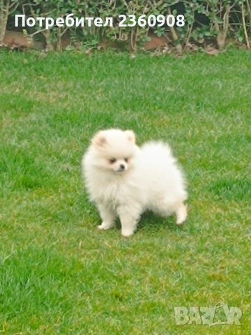 Померан, померанче