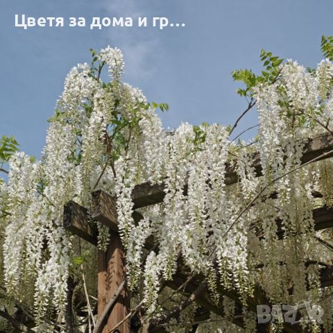 WISTERIA SINENSIS  (Китайска Вистерия - Глициния), снимка 6 - Разсади - 46652561