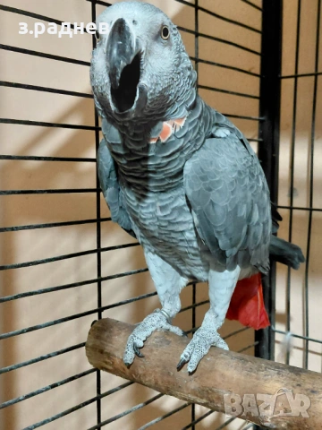 Мъжко кралско жако