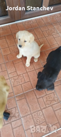 Лабрадор , снимка 2 - Лабрадор ретривър - 53872181