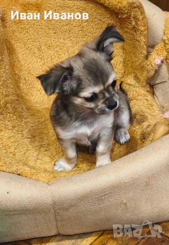 Чихуахуа, снимка 3 - Чихуахуа - 52725019