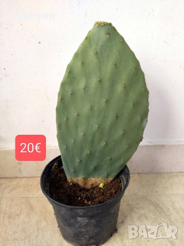 Опунция индика ядлива, снимка 2 - Стайни растения - 54287342