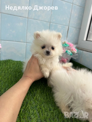 Померан момчета и момичета