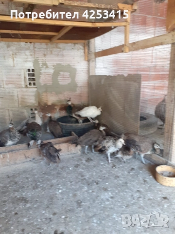 Продавам паунчета на 6 месеца , снимка 3 - други­ - 52271846