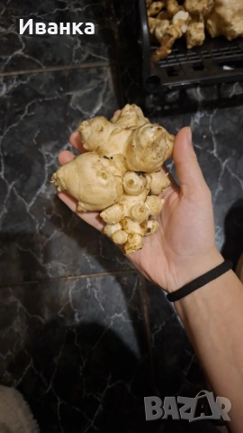 Продавам земни ябълки!