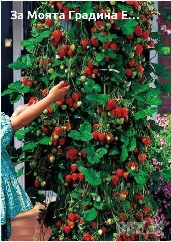 Ягоди 3 сорта, снимка 3 - Градински цветя и растения - 53623644