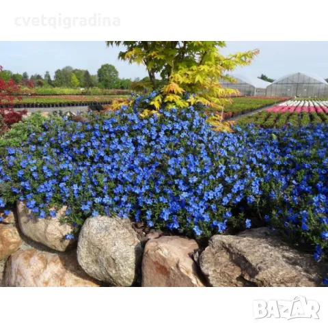 Lithodora Blue-Литодора, снимка 3 - Градински цветя и растения - 49189478