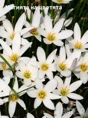 Луковици на бял и розов зефирантес