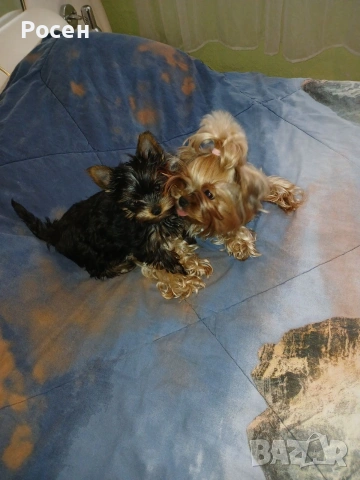 продавам , снимка 2 - Йоркширски териер - 53662552
